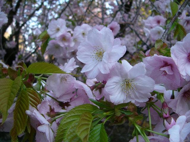 血脈桜