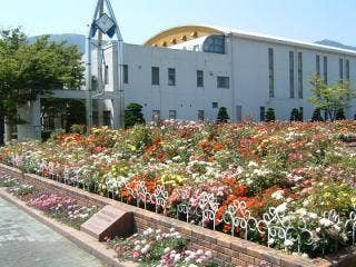 バラ（伊予三島運動公園）