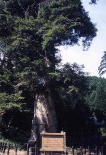 追手神社の千年モミ