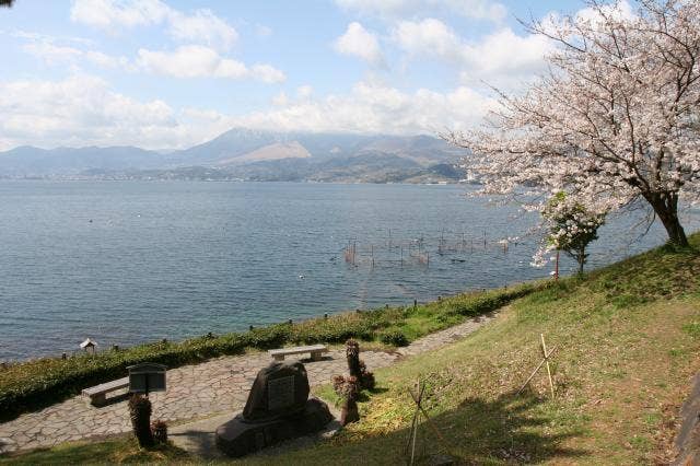 城下公園の桜