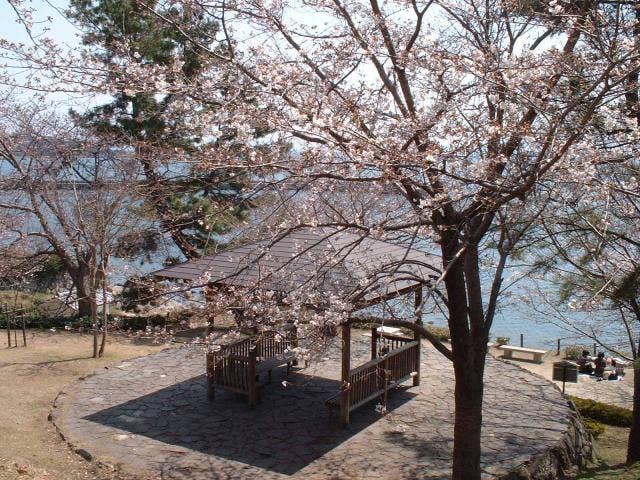 城下公園の桜