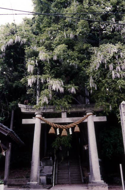 藤波神社の藤