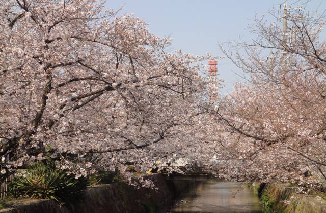 みどり川の桜