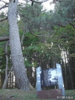 荒神社の黒松