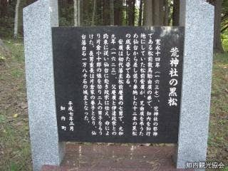 荒神社の黒松