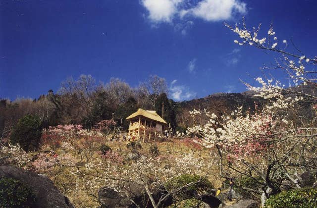 筑波山梅林の梅