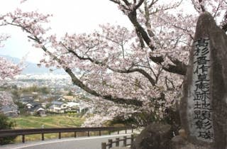 桜（松陰誕生地）