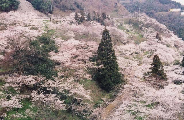 八木山峠のサクラ