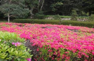 つつじ　石彫公園