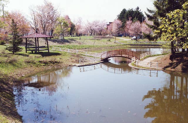 金比羅公園の桜