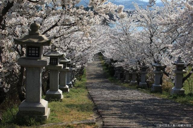 竜満池(桜)