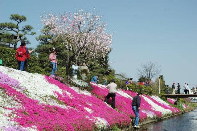 伊勢原芝桜