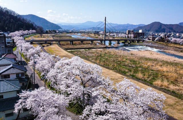 日野川河川敷の桜①