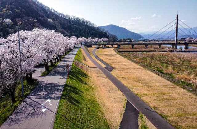 日野川河川敷の桜③