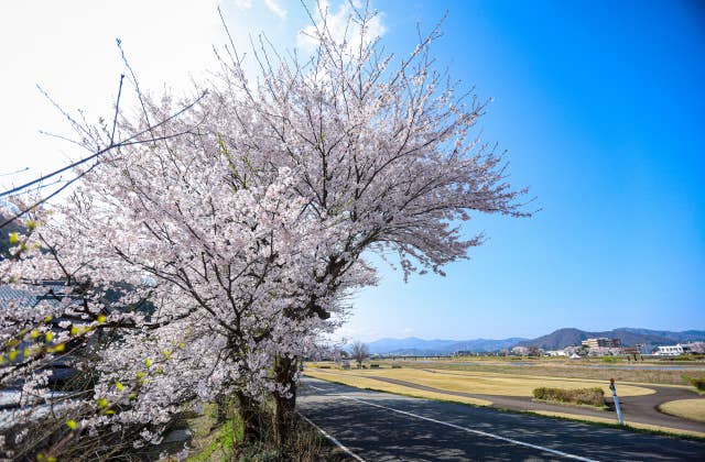 日野川河川敷の桜⑤