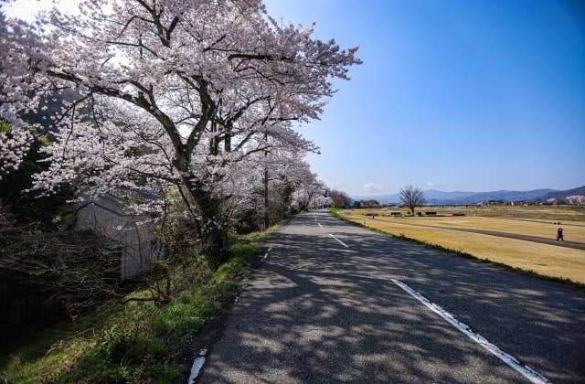 日野川河川敷の桜⑥