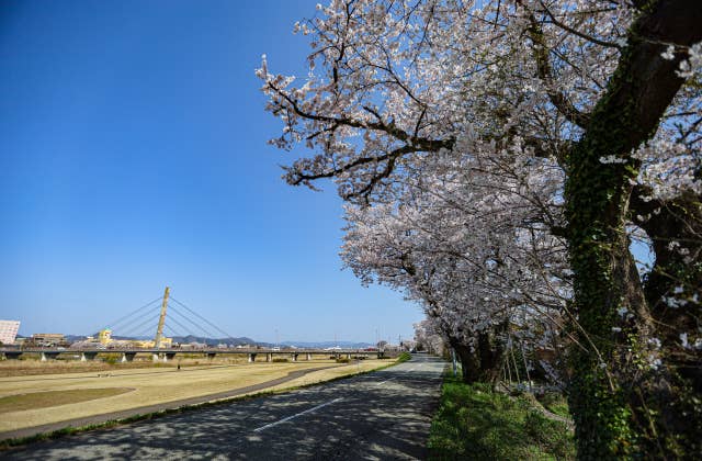 日野川河川敷の桜⑦