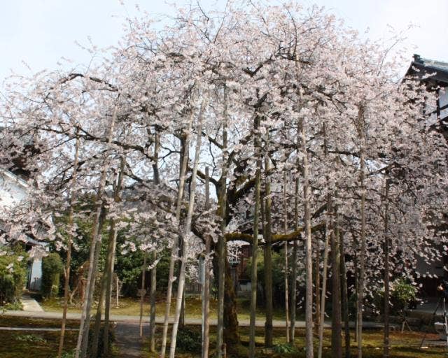 城福寺の桜