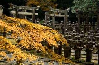 東光寺紅葉2