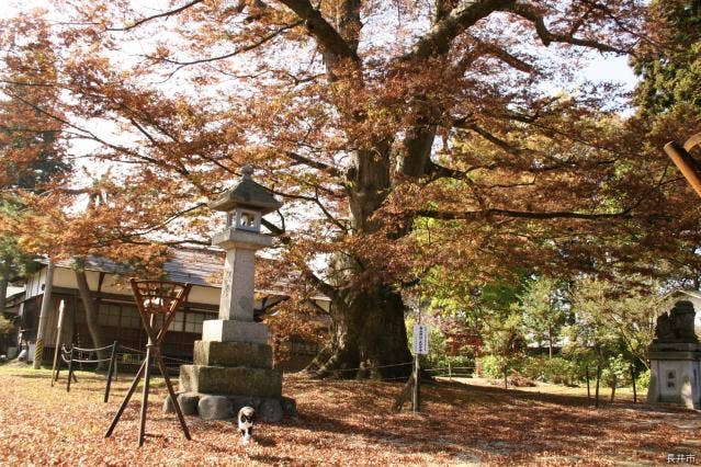 白山神社の大ケヤキ