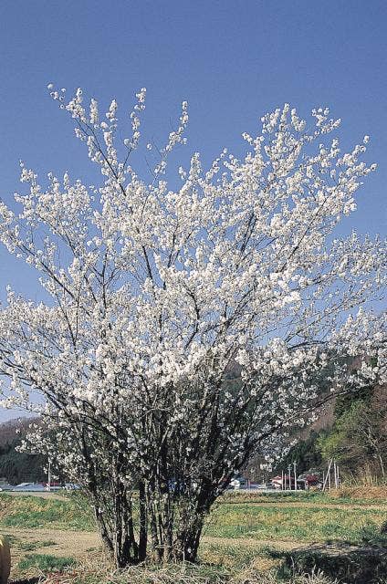 赤津の御前桜