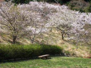 西山千本桜