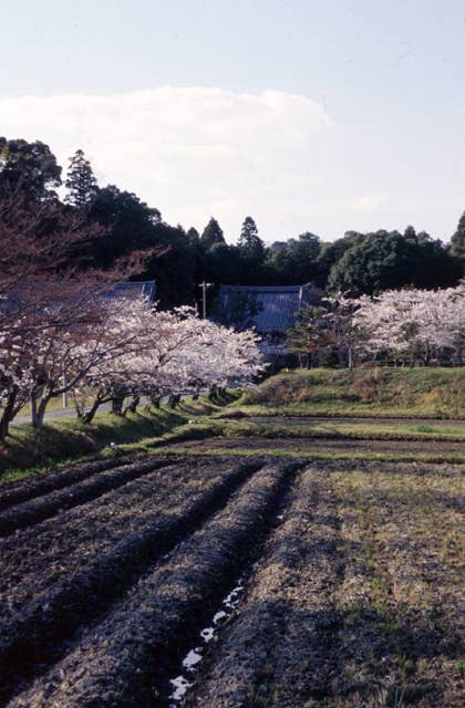 大御堂観音寺の桜