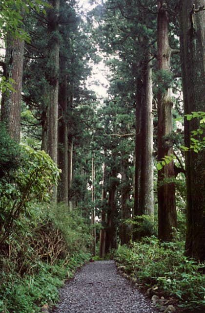 箱根旧街道杉並木