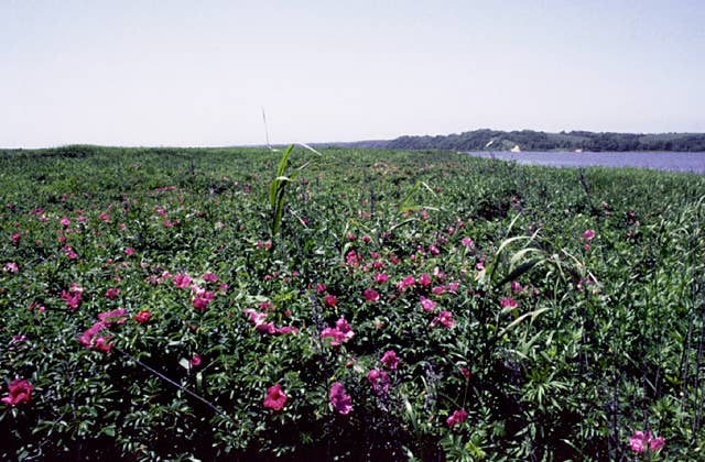 大津海岸 長節湖畔 野生植物群落