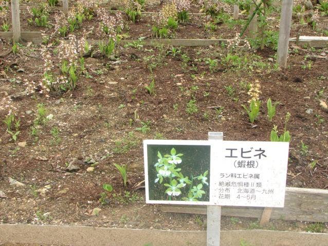 四季折々に可憐な山野草が咲きます