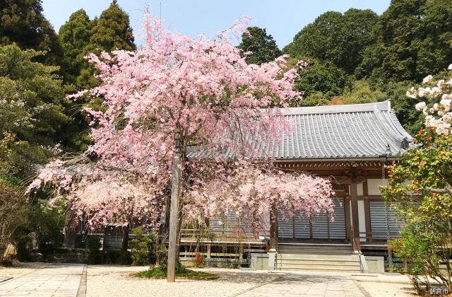 南淋寺の桜