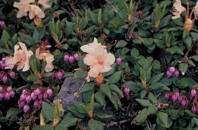 羅臼岳の高山植物群落