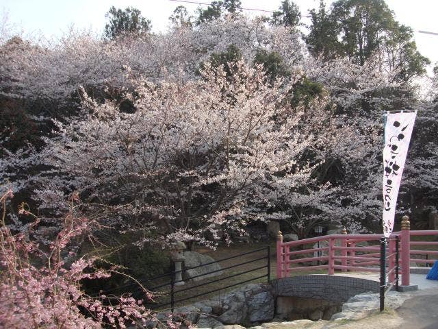 岩城公園の桜