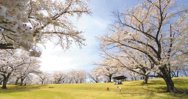 逢瀬公園と逢瀬さくらの里