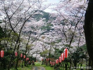 白坂公園の桜並木