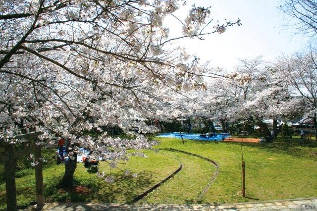 丸山公園の桜