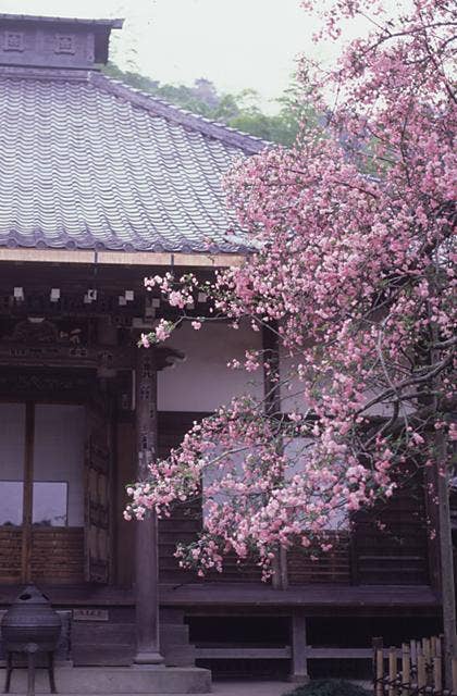 光則寺のカイドウ