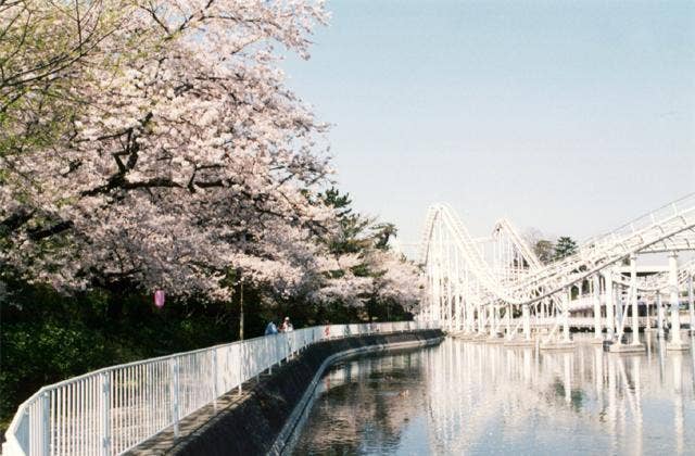 華蔵寺公園のさくら