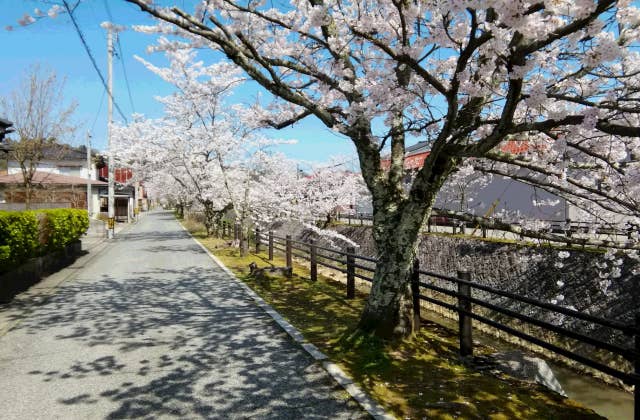 熊坂川桜並木