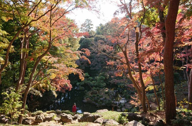 殿ヶ谷戸庭園紅葉