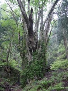 藤坂の大桂の木
