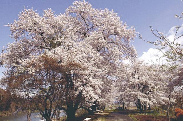 小和滝公園の桜