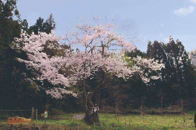 山王桜