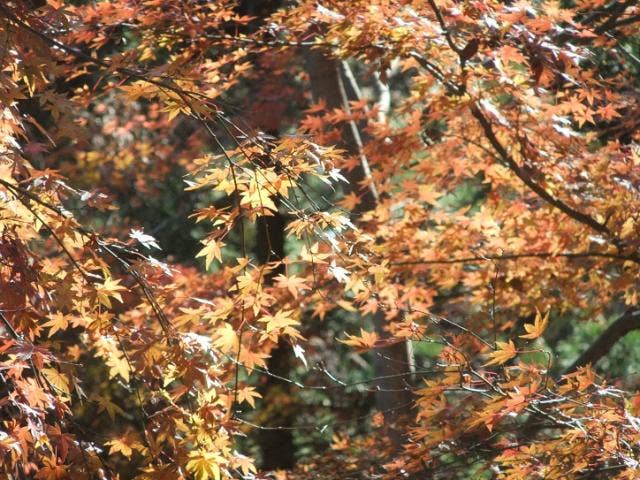 飯山白山森林公園紅葉