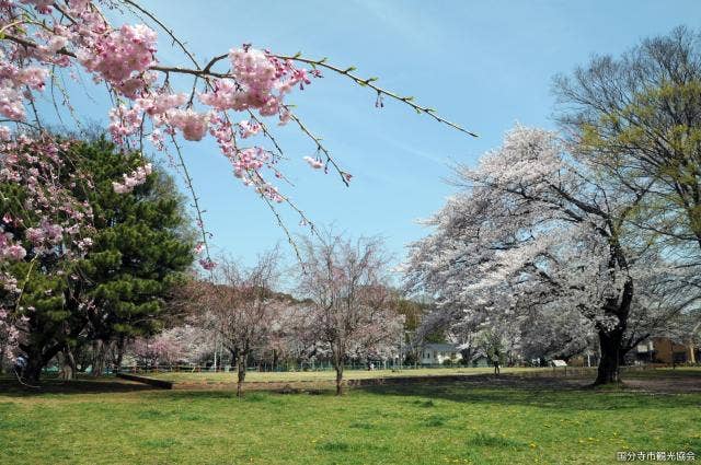 武蔵国分寺跡（僧寺）