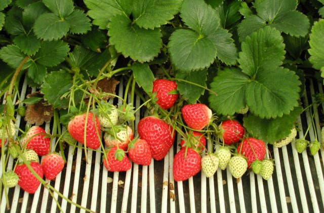 Strawberry