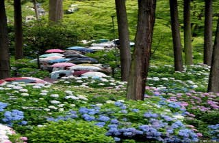 三室戸寺のアジサイ