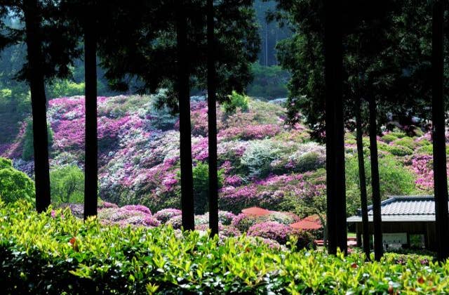 三室戸寺のツツジ