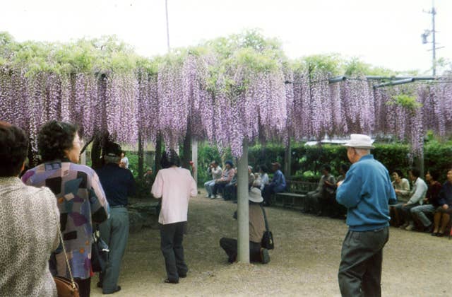 太巌寺のフジ