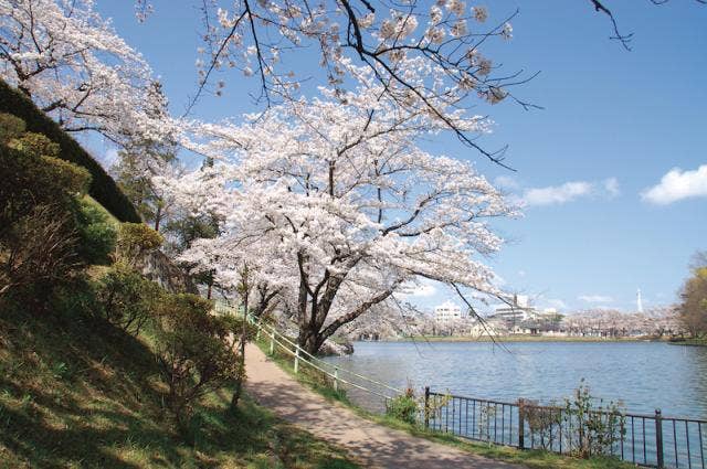 酒蓋公園の桜